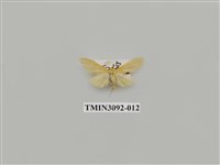 藏品(螟蛾102)的圖片